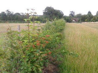Hedge Planting - July 2015 - Godfrey Meadow seventeen months on