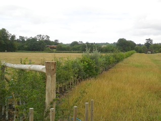 Hedge Planting - July 2015 - Godfrey Meadow seventeen months on