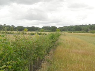 Hedge Planting - July 2015 - Godfrey Meadow seventeen months on