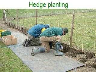 Hedge Planting