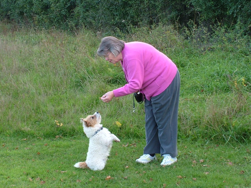 Archie pauses for a snack whilst taking Edna for a walk