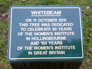 Celebration tree unveiling