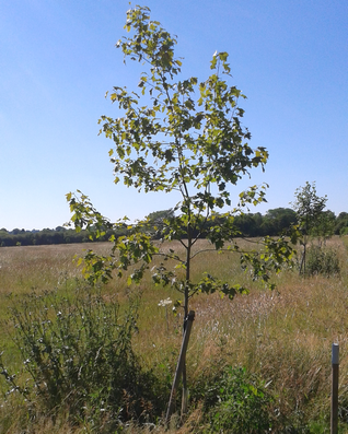 Wild Service Tree - Sorbus torminalis