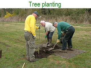 Tree planting
