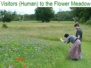 Visitors (Human) to the Flower Meadow - July 2012