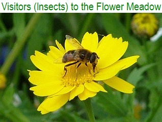 Visitors (Insects) to the Flower Meadow - June 2013